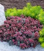 BALDUR Garten 2x Sedum Sun Sparkler® Sedoro Blue Elf, Produktbild-Vorschau 1