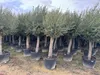 A row of potted olive trees in a nursery or garden center. Produktbild-Vorschau