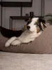 TrendPet VitaBed Style orthopädisches Hundebett braun Produktbild-Vorschau 8