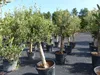 Olivenbaum Olive "Angebot" 150 - 180 cm, beste Qualität, Produktbild-Vorschau 4