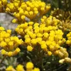 6 x Currykraut - Helichrysum italicum  | Topf 9cm x 9cm Produktbild-Vorschau 1
