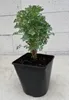 Weinraute Jackman's Blue - Ruta graveolens cv. Jackmans Produktbild-Vorschau 2