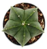 Astrophytum myriostigma nudum - Nahá biskupská mitra - v Náhled obrázku produktu 2