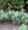 Japanischer Spindelstrauch ´MICROPHYLLUS ALBOVARIEGATUS´ Produktbild-Vorschau 3