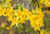 Rhododendron luteum 'Goldtopas', gelb, 40–50 cm Produktbild-Vorschau 1