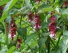 Leycesteria formosa - Belle Leycesteria 40- 50 cm - Voir les images du produit 2