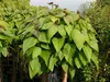 Trompetenbaum 'NANA' auf Stamm 80 cm, Cont. 5 l Produktbild-Vorschau 5