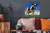 MuchoWow® Poster Kuh - Gras - Blau - Tiere 50x50 cm - Produktbild-Vorschau 2