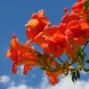 Milin amerykański Flamenco 2L Podgląd zdjęcia produktu 3