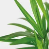 Bloomique - Dypsis Lutescens - Goldpalme - Areca - Palme - Produktbild-Vorschau 3