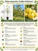 Apfelbaum Golden Delicious 100–120 cm – Malus domestica mit Produktbild-Vorschau 2