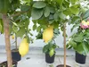 Zitrus Zitronenbaum Zitrone Citrus Limon Limone 140 - 160 Produktbild-Vorschau 2