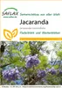 SAFLAX - jacaranda - Jacaranda mimosifolia - 50 Semena Náhled obrázku produktu 9
