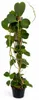 Hoya kerii – rostlina srdíčko – samostatná mateřská Náhled obrázku produktu 1