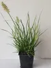 6 x Pennisetum alopecuroides ‘Little Bunny' – Zwerg Produktbild-Vorschau 2