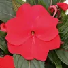 Edel-Lieschen - Impatiens Neu-Guinea - 12cm Topf - Set mit Produktbild-Vorschau 3