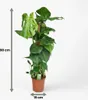 Monstera deliciosa na mechové tyci, 90cm, 19cm, pokojová Náhled obrázku produktu 5