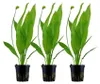 Aquarium Pflanze 3 Stück Echinodorus bleheri Wasserpflanze Produktbild-Vorschau 1
