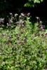 Geranium phaeum, Storchschnabel, violett, ca. 9x9 cm Topf Produktbild-Vorschau 9