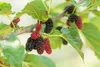 Sada 4 morušovníkov - Morus alba x rubra 'Milanowek' - Náhľad obrázku produktu 2