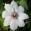 3 x Clematis Miss Bateman Kletterpflanzen: 3 kaufen/2 Produktbild-Vorschau 3