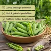 Markerbse Lancet | Markerbsensamen von Dürr Samen Produktbild-Vorschau 9