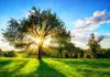 Fototapete Vlies 13015V4 Baum und Sonne 2-tlg. 254 x 184 cm Produktbild-Vorschau 1
