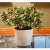 Blumentopf Pflanzkübel Pflanzgefäß Übertopf Kunststoff Produktbild-Vorschau 5