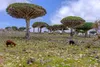 Sokotra Drachenblutbaum (Dracaena cinnabari)  - 1 Samen Produktbild-Vorschau 4