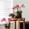 Kolibri Greens | Zelená rostlina – Stapelia – Ø 6 cm Náhled obrázku produktu 5