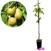 Pyrus communis 'Conference', Birnbaum, 1,5 litri-Topf Anteprima dell’immagine prodotto 1