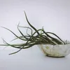 Tillandsien Luftpflanzen - 10 Stk - Tillandsia - Höhe Produktbild-Vorschau 5
