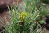 Pinus cembra, Zirbelkiefer, 60–70 cm Produktbild-Vorschau 3