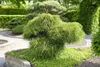 Thuja plicata 'Whipcord', Zwerg-Lebensbaum, grün, 25–30 cm Produktbild-Vorschau 4