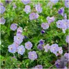 Plants by Frank | 60 Plantes de géranium | Geranium Voir les images du produit 3