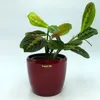 Keramik Hydro Blumentopf Venus 22/19 weinrot Ø 25,0 cm H Produktbild-Vorschau 2