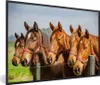 MuchoWow® MuchoWow® Gerahmtes Poster Pferde - Zaun - Sommer Produktbild-Vorschau 1