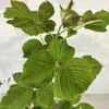 Rubus Idaeus 'Polka', frambozenstruik, in pot van 2 liter Productafbeelding-voorbeeld 5