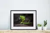 MuchoWow® MuchoWow® Gerahmtes Poster Tanzendes Chamäleon Produktbild-Vorschau 6
