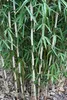 Fargesia robusta Campbell 80/100 cm hoch, im 3 Liter-Topf Produktbild-Vorschau 3