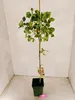 Pistacia vera 'Kerman', weiblich, Pistazienbaum, Höhe 100 Produktbild-Vorschau 5