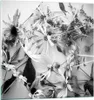 Bilder auf glas - Einteilig - Blumen Schwarzweiß Fotografie Produktbild-Vorschau 1