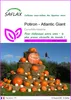 SAFLAX  - Potiron - Atlantic Giant - 7 graines - Cucurbita Voir les images du produit 1