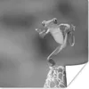 MuchoWow® Poster Der rotäugige Laubfrosch in Costa Rica in Produktbild-Vorschau 1