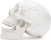 Osteopathie Anatomie Schädel Modell lebensgroß  22 teilig Produktbild-Vorschau 4