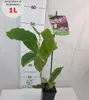 Magnolia Betty 2L Podgląd zdjęcia produktu 2