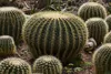 SAFLAX - židle tchyně - Echinocactus grusonii - 40 Semena Náhled obrázku produktu 8