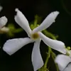 A close-up of a white star-shaped flower with a yellow center. Anteprima dell’immagine prodotto