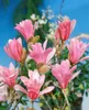Magnolia stellata 'Rosea', Sternmagnolie, rosa Blüten, Produktbild-Vorschau 12