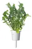 EMSA Substraatcapsules Click & Grow, rucola, 3 stuks Productafbeelding-voorbeeld 14